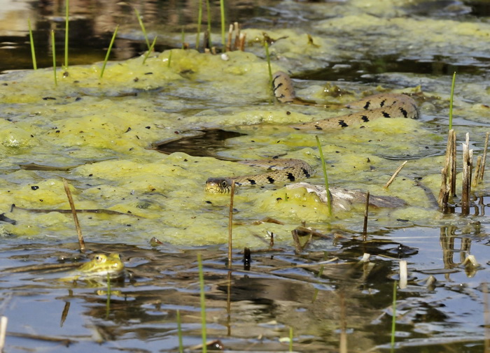 Natrix natrix - Natrice dal collare